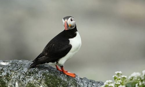 Zdjecie NORWEGIA / - / Klif na Pwyspie Varanger / maskonur