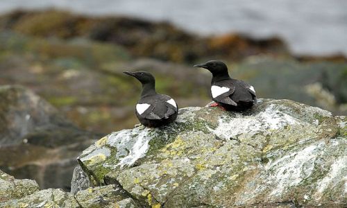 Zdjecie NORWEGIA / - / Klif na Pwyspie Varanger / nurzyk biaoskrzydy