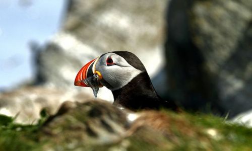 Zdjecie NORWEGIA / - / Klif na Pwyspie Varanger / maskonur z przeksk