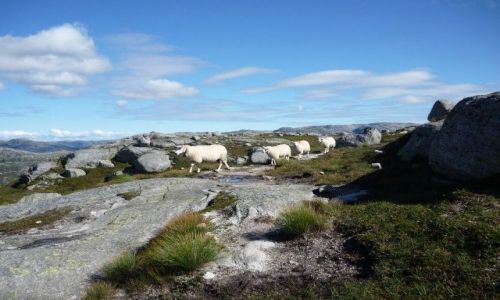Zdjecie NORWEGIA / Rogaland / Kjerag/Lysefjord  / idziemy na wycieczke, dzwonimy se dzwoneczkiem 