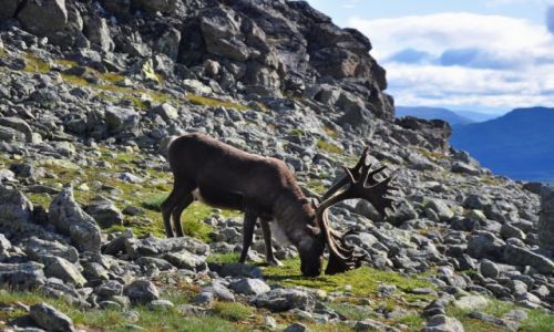 Zdjecie NORWEGIA / Jotunheimen Nasjonalpark / Bessegen / Spotkanie z reniferem