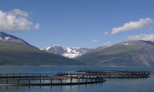 Zdjecie NORWEGIA / Norwegia / Norwegia / Hodowla ososia