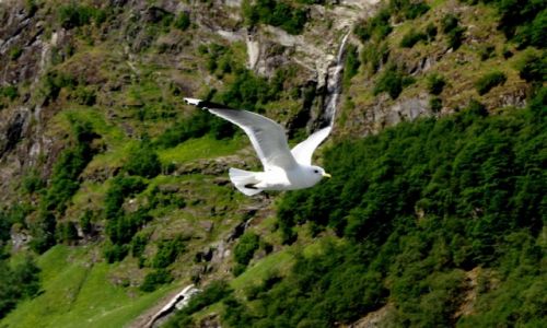 Zdjecie NORWEGIA / Geoiranger / Geiranger / Podrnik