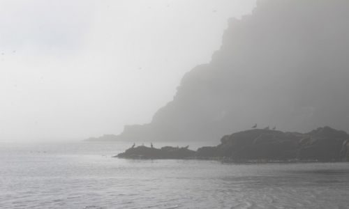 Zdjcie NORWEGIA / Finnmark / Gjesvaer / ptaki we mgle