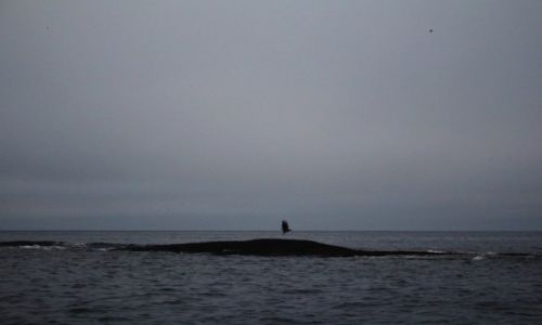 Zdjcie NORWEGIA / Finnmark / Gjesvaer / eagle