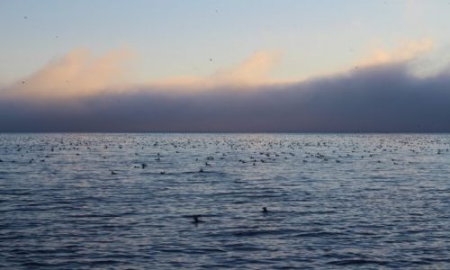 Zdjcie NORWEGIA / Finnmark / Gjesvaer / foggy