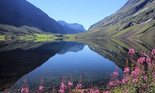 Zdjecie NORWEGIA / Norwegia zachodnia / Geirangerfjord / Na brzegu fiordu