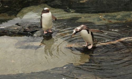 Zdjecie NORWEGIA / Bergen / Oceanarium / Gdybym tak mg lata...