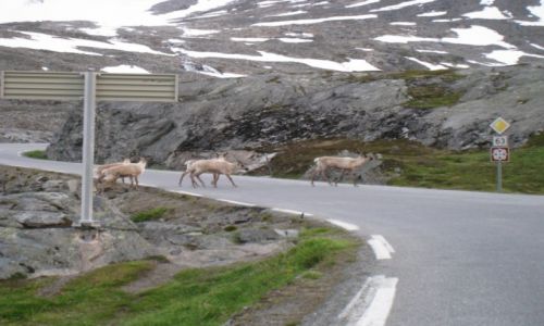 NORWEGIA / Geiranger / Djupvasshytta 1030mnpm / Norwegia-motocyklem
