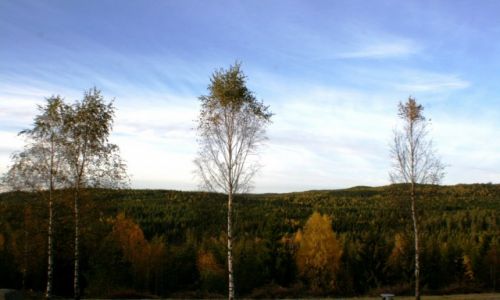 Zdjęcie NORWEGIA / Oppland / Grua / Brzoza