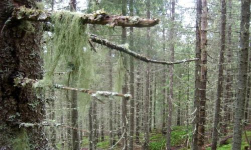Zdjcie NORWEGIA / Oppland / Hadeland / Gszcz