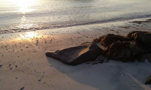 Zdjęcie NORWEGIA / Andenes / Andøya / Zachod slonca