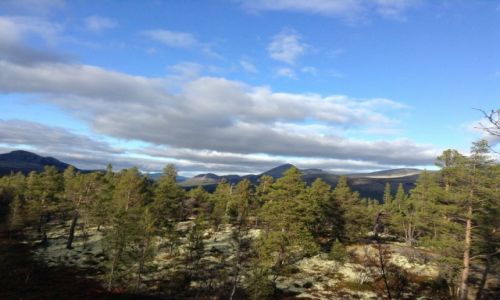 Zdjecie NORWEGIA / - / Jotunheimen / Tundra