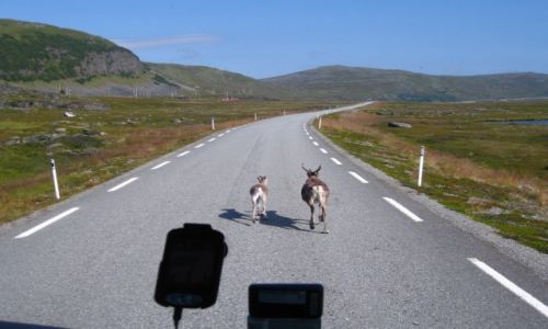 Zdj�cie NORWEGIA / norwegia polnocna / p�njoc norwegii / Maminy GPS