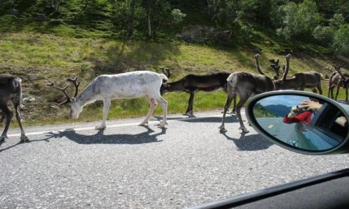 Zdjecie NORWEGIA / pnocna cz Norwegii / gdzie w drodze / W drodze na Nordkapp