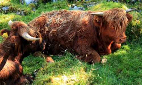 Zdjecie NORWEGIA /  Sogn og Fjordane / Flam / Bydo szkockie, wysokogrskie