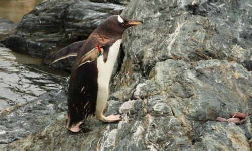 Zdjecie NORWEGIA / Bergen / Oceanarium / Na spacerze
