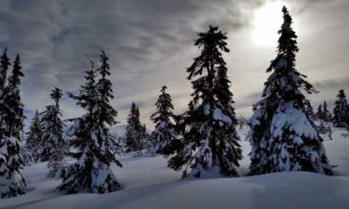 Zdjcie NORWEGIA / Hedmark / Trysil / zima...