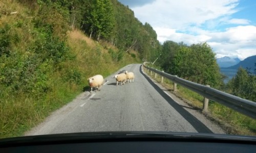 Zdjecie NORWEGIA / Troms / Rolla / Koleanki