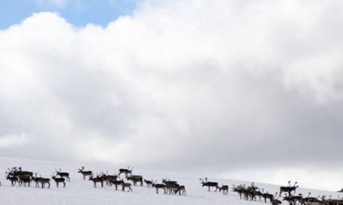 Zdjecie NORWEGIA / Oppland / Jotunheimen PN / Renifery na szlaku