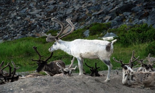 NORWEGIA / Finmark / Olderfjord / Renifery tundrowe