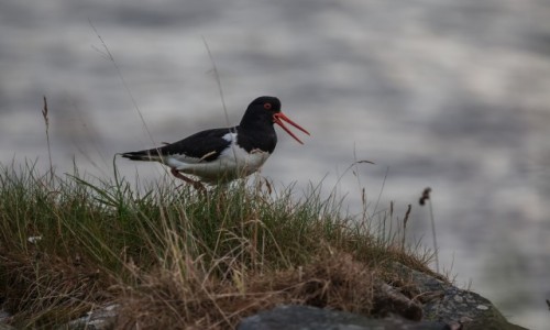 Zdj�cie NORWEGIA / p�n Norwegia /  wyspa Runde / Ostrygojad