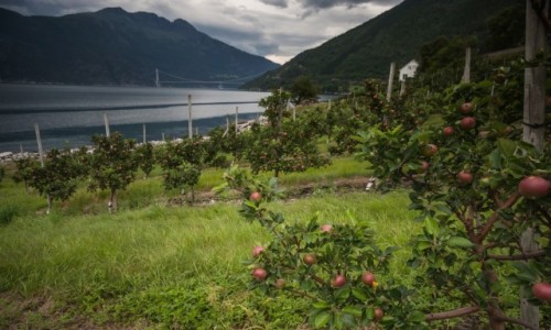 Zdjęcie NORWEGIA / płn. Norwegia / Eidfjorden / Hardangerbrua