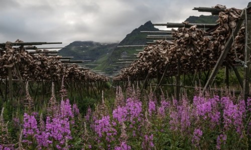 Zdjcie NORWEGIA / pn. Norwegia / Reine / Resztki sztokfiszy....