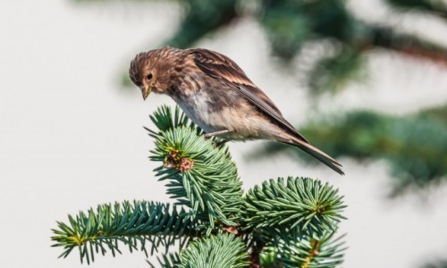 Zdjcie NORWEGIA / pn. Norwegia / Runde / Cakiem jak nasz....