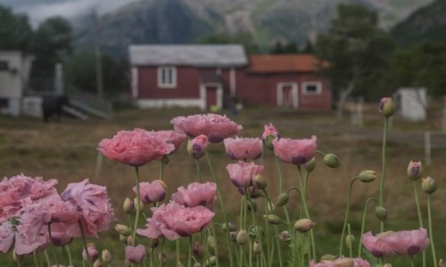 Zdjecie NORWEGIA / pn. Norwegia / ok. Eggum / Swojskie klimaty...