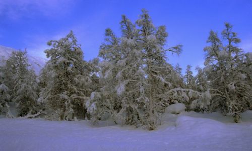 Zdjęcie NORWEGIA / ŚRODKOWO-ZACHODNIA NORWEGIA / REGION:JOSTEDALSBRE / PRAWDZIWA ZIMA