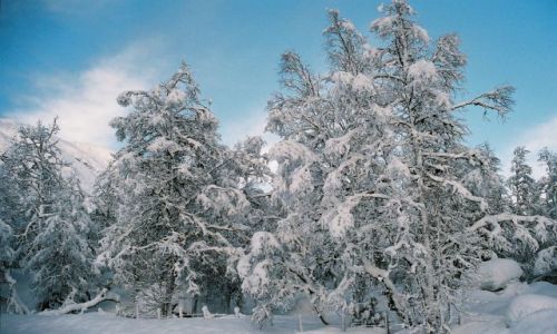 Zdjęcie NORWEGIA / SRODKOWO-ZACHODNIA NORWEGIA / rejon: JOSTEDALSBRE / DRZEWA ZIMĄ MALOWANE
