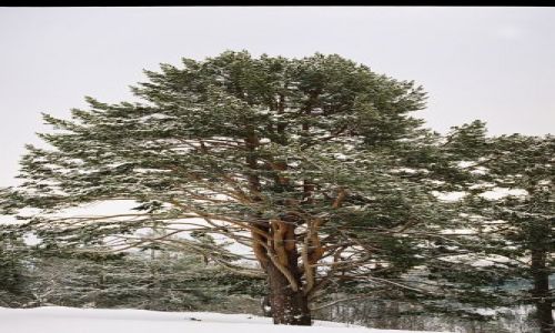 Zdjęcie NORWEGIA / SRODKOWY ZACHÓD NORWEGI / rejon: JOSTEDALSBRE / DRZEWO