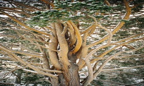 Zdjęcie NORWEGIA / SRODKOWY-ZACHÓD NORWEGI / rejon: JOSTEDALSBRE / DRZEWO