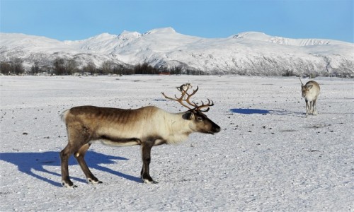 Zdjcie NORWEGIA / Troms / . / Roga pnocy