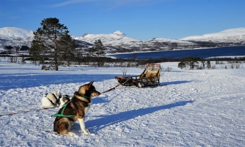 Zdjecie NORWEGIA / Troms / Kvaløya / Kto musi czuwa