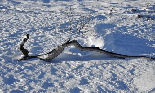 Zdjecie NORWEGIA / Troms / Ersfjordbotn / Przysypane