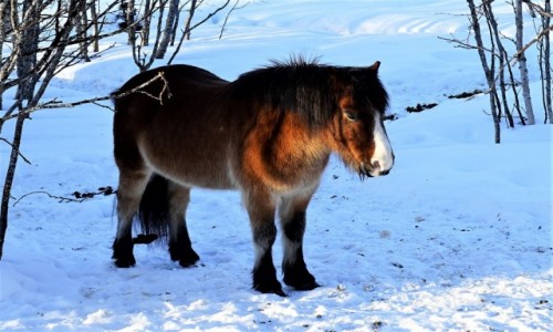 Zdjecie NORWEGIA / Troms / Tromsø / Konik