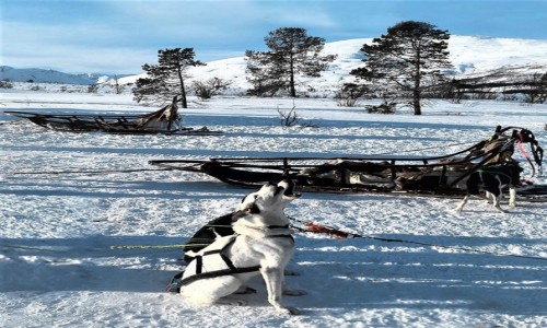 Zdjecie NORWEGIA / Troms / Kvaløya  / Na dwa gosy