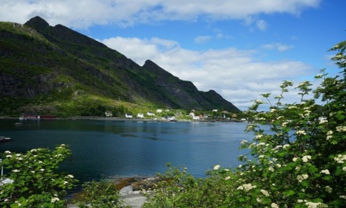 Zdjęcie NORWEGIA / Lofoty / Moskenes / Jarzębina