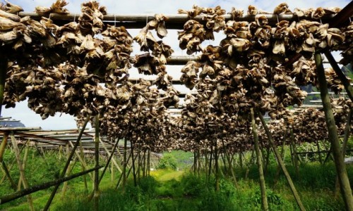 Zdjecie NORWEGIA / Lofoty / Å, Wyspa Moskenesoya  / Stockfish