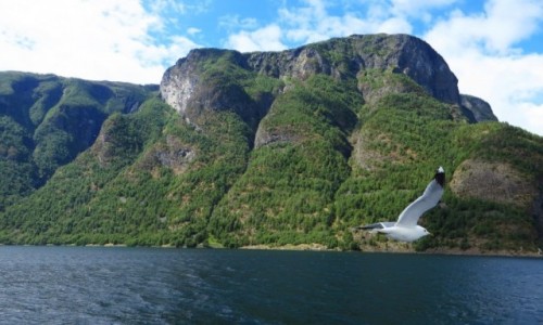Zdjcie NORWEGIA / Norwegia poudniowo zachodnia / Naroyfjord / Naroyfjord