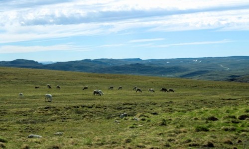 Zdjcie NORWEGIA / Norwegia / Nordkapp / Nordkapp
