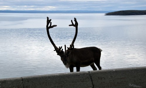 Zdjęcie NORWEGIA / Finnmark / Porsangerfjoreden / Norweski renifer