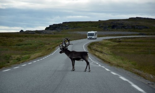Zdjęcie NORWEGIA / Finnmark / Porsangerfjoreden / Norweski renifer