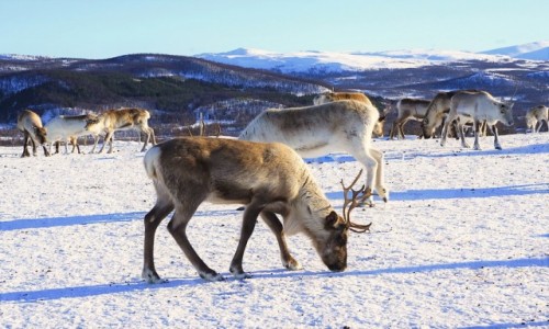 Zdjecie NORWEGIA / Troms / Tromsø / Stadko w. Mikoaja