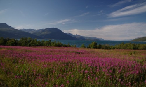 Zdjcie NORWEGIA / Na wysokoci Tromso / Skibotn / Pnocna Norwegia