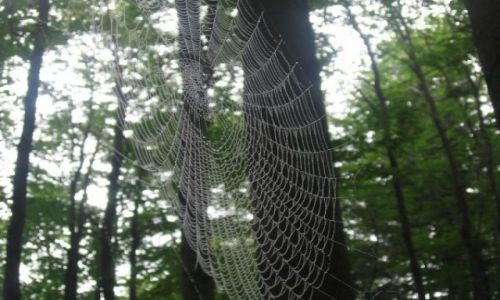 Zdjecie NORWEGIA / brak / hamar / spider's web