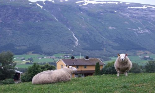 Zdjęcie NORWEGIA / brak / Bergen -> Otta / owce