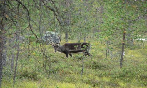 Zdjęcie NORWEGIA / brak / Granica szwecko-norweska / Renifer